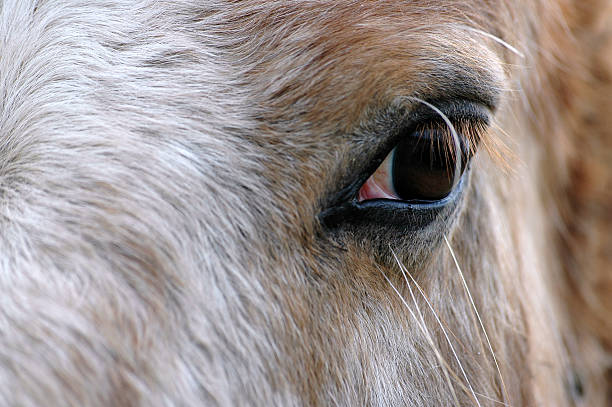 istock Closeup eye of horse 149215585