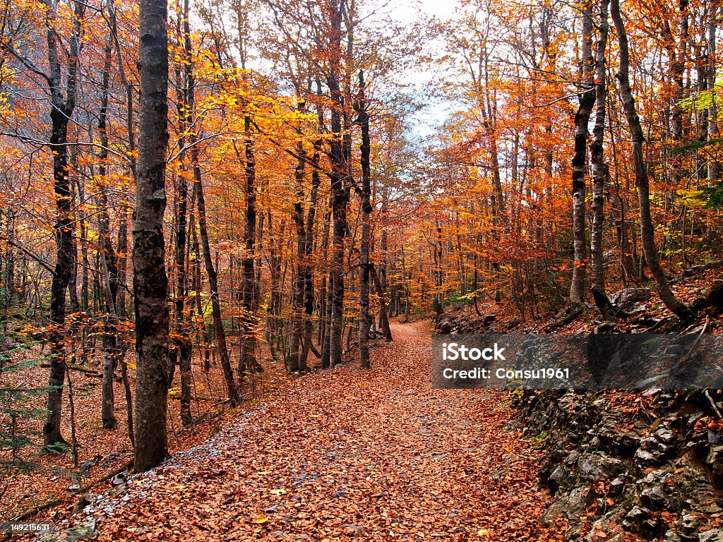 otoño - Foto de stock de Huesca libre de derechos