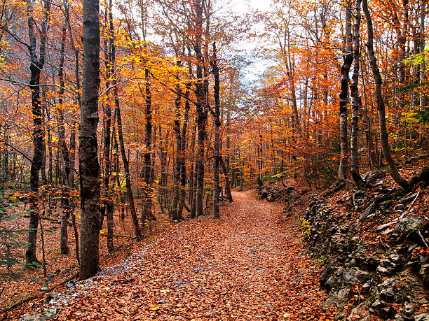 autunno - foto stock