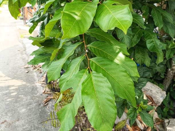 istock Close up view of green Leaves 1492157451