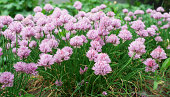 allium-schoenoprasum-l.jpg?b=1&s=170x170&k=20&c=4T_--gfqBD0eNzbYfuHInJ7CpTrBSGbxT1EPX_SC2ew=
