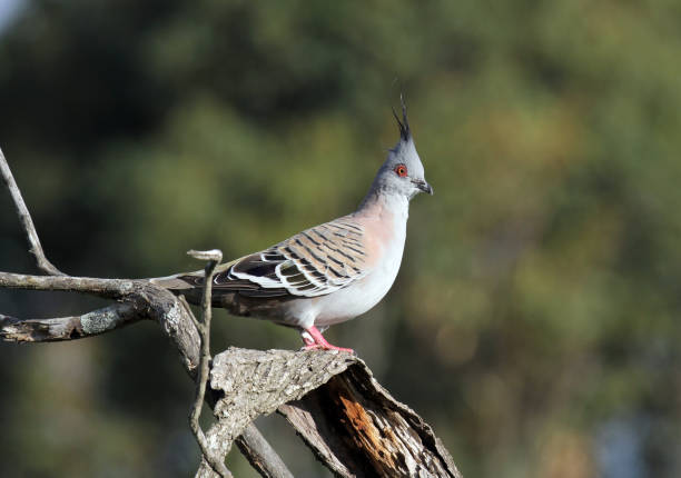 木の枝に座っている紋付きのハトの鳥 - 5088 ストックフォトと画像