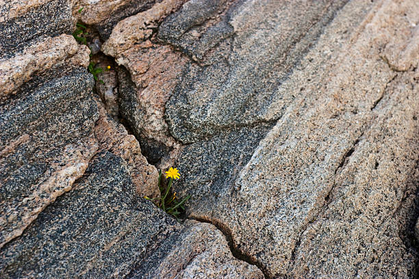 istock Wildflowers in a crevice 149215838