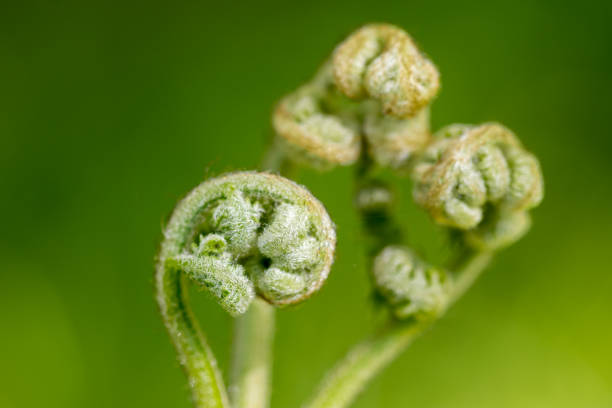 istock Pteridium aquilinum, bracken young shoots  closeup selective focus 1492159527