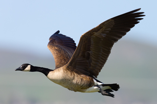 Canada geese flying, seen in the wild near the San Francisco Bay