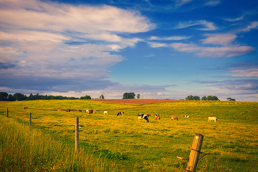 A colorful landscape of dairy cows out in a pasture on a farm with a dramatic sky in Raleigh, North Carolina.
