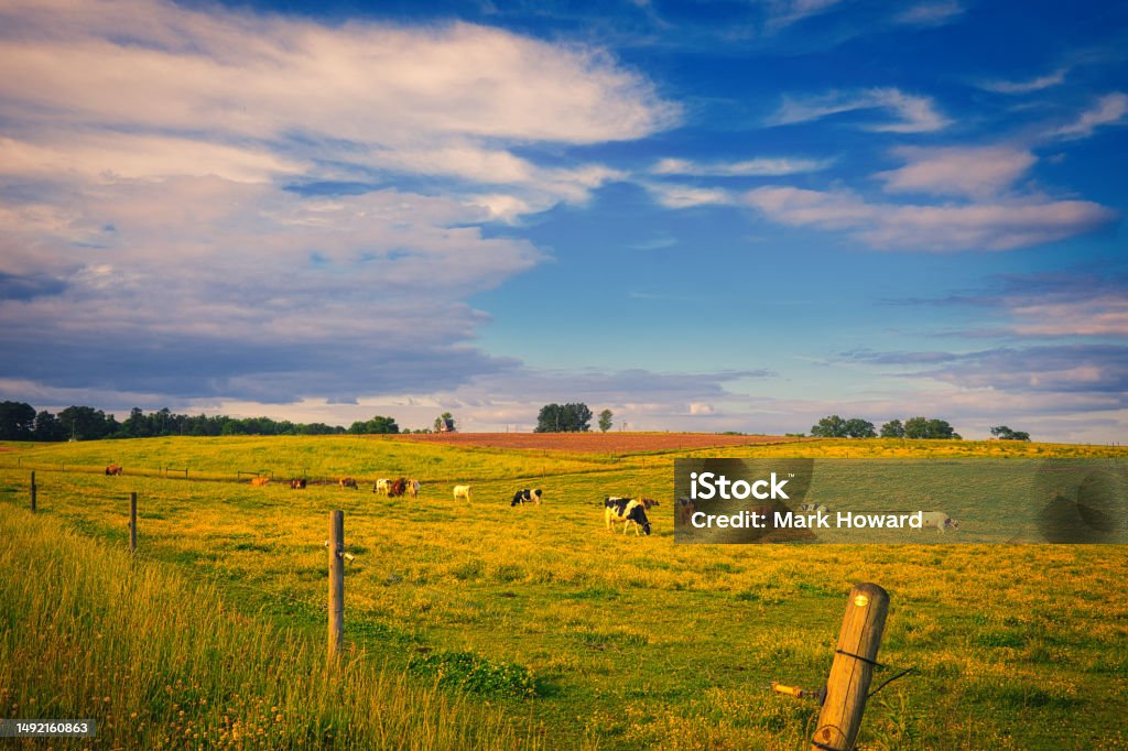 Big Sky Dairy Farm A colorful landscape of dairy cows out in a pasture on a farm with a dramatic sky in Raleigh, North Carolina. North Carolina - US State Stock Photo