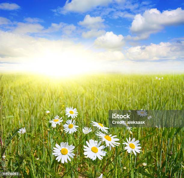 Bereich Der Gänseblümchen Und Blauer Himmel Stockfoto und mehr Bilder von Sonne - Sonne, Blau, Feld