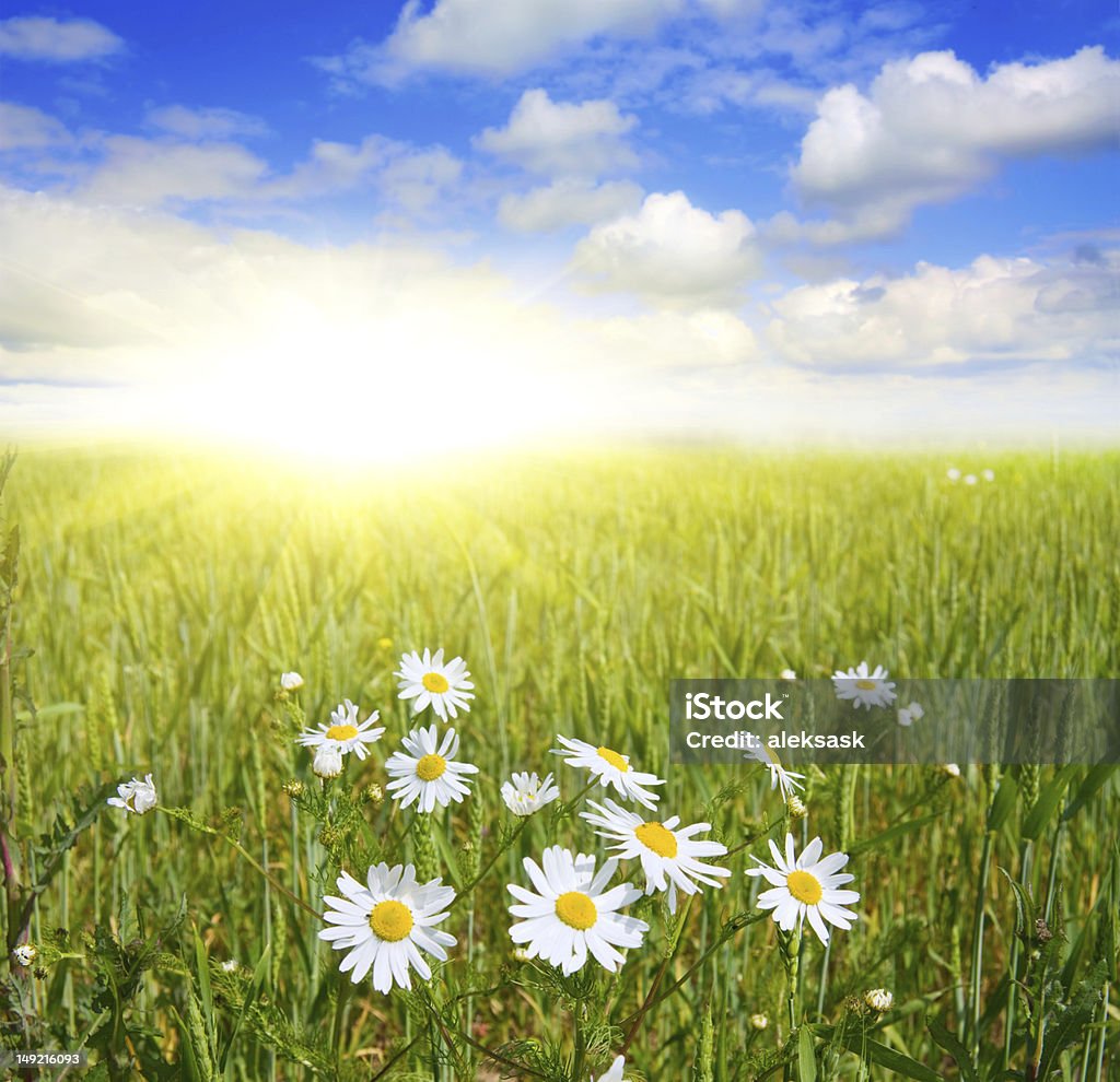 Campo de daisies y cielo azul - Foto de stock de Sol libre de derechos