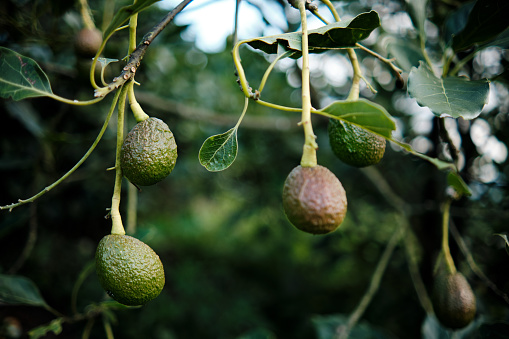 This image shows us natural scene in which Hass fruits are hanging from avocado tree. View reveals lush and robust tree, laden with bountiful crop of ripe avocados.
