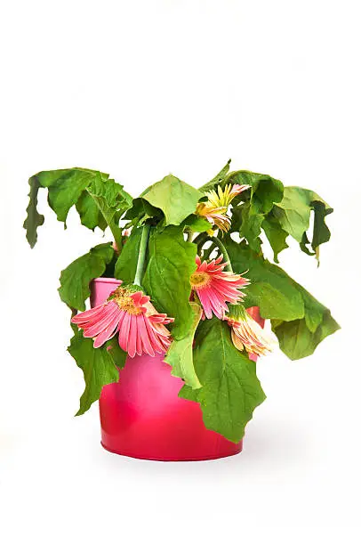 The most easily killed potted plant, the Gerbera daisy, in its natural form -- dead / dying. Isolated on white.