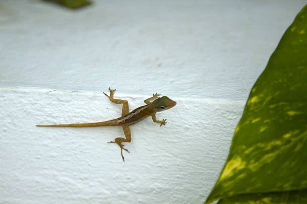 istock Close up of a lizard 149216165