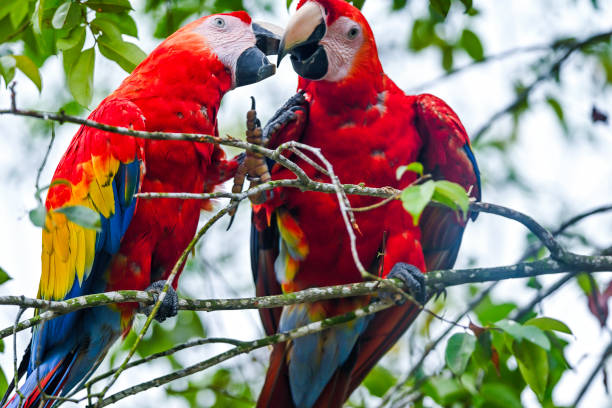 istock Colorful  hyacinth macaw 1492162460