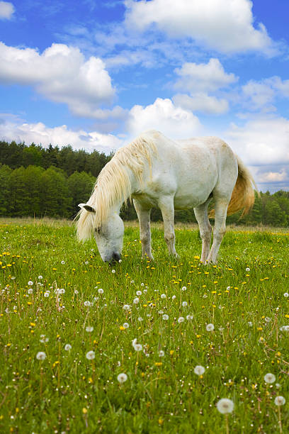 istock white horse on the meadow 149216273