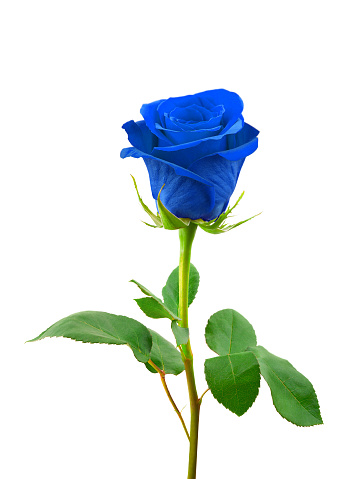 1000+ Blue Rose Pictures | Download Free Images on Unsplash 1000+ Blue Rose Pictures | Download Free Images on Unsplash