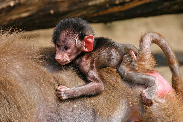 newborn baby baboon stock photo