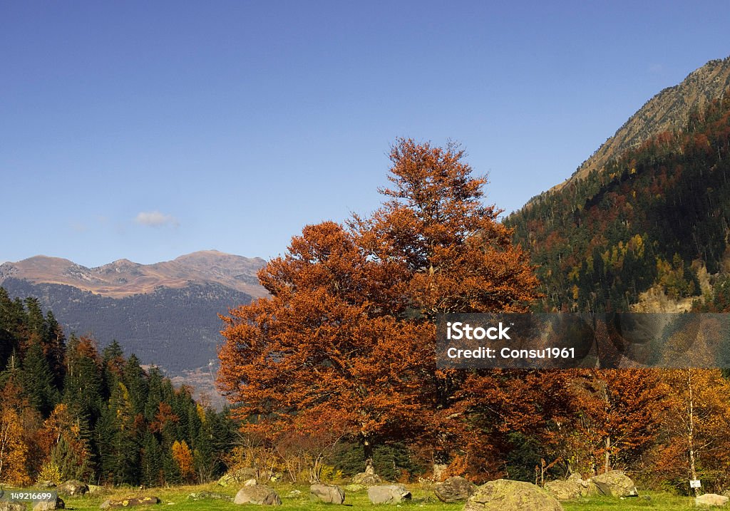 Autumnal árbol - Foto de stock de Aire libre libre de derechos