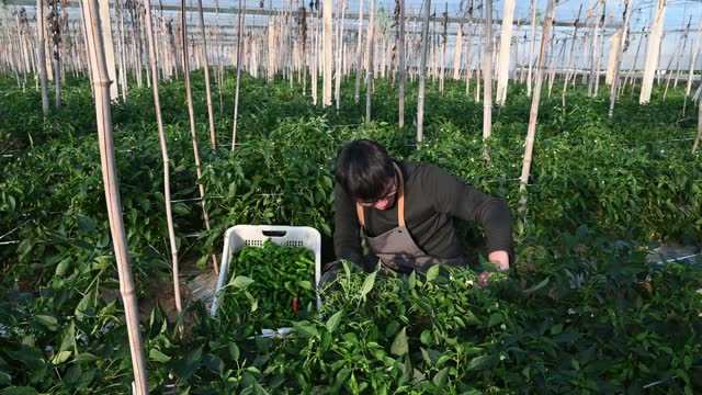 A male farmer works in a chili greenhouse