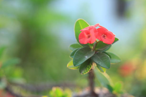 beautiful red euphorbia flower