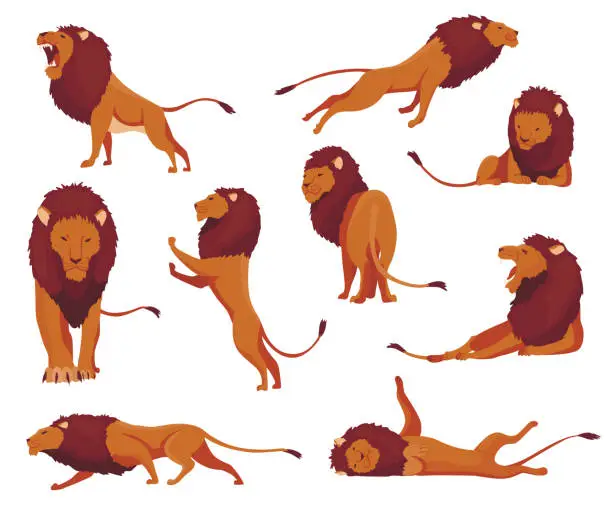 Vector illustration of Proud powerful lion character in different actions set. King of animal. Cartoon cute wild cats collection. Isolated vector Illustrations on a white background