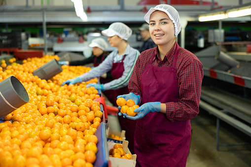 Portrait of cheerful young girl sorting ripe orange mandarins on conveyor line of factory for processing agricultural produce