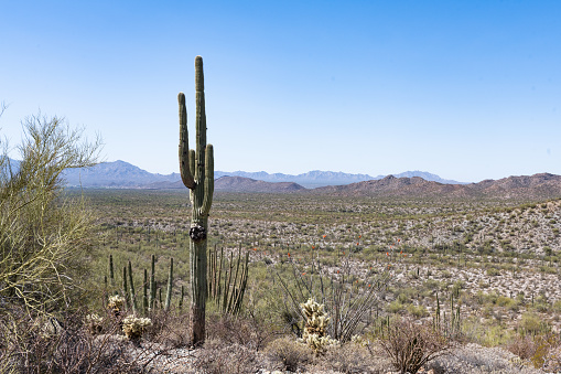 This is a photograph of the nature in the desert landscape of Organ Pipe Cactus National Monument in Arizona, USA on a spring day.