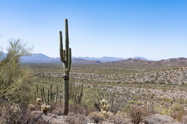 saguaro em órgão pipe cactus monumento nacional paisagem do deserto no arizona - saguaro national monument - fotografias e filmes do acervo