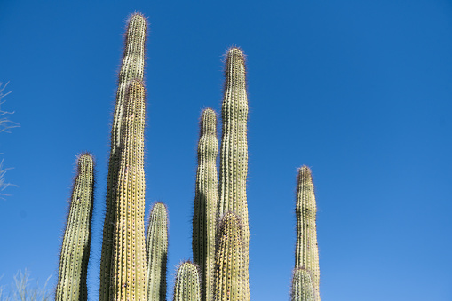 This is a photograph of the nature in the desert landscape of Organ Pipe Cactus National Monument in Arizona, USA on a spring day.