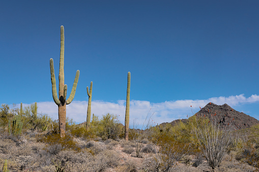 This is a photograph of the nature in the desert landscape of Organ Pipe Cactus National Monument in Arizona, USA on a spring day.