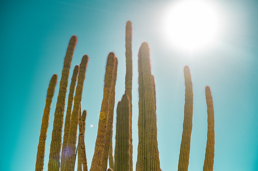 This is a photograph of backlit Organ Pipe Cactus in the National Monument in Arizona, USA on a spring day.