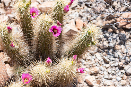 Beavertail Cacti (Opuntia basilaris) is one of the most beautiful flowering plants in Joshua Tree National Park, California. A rare view in this arid desert after uncommon rain showers.