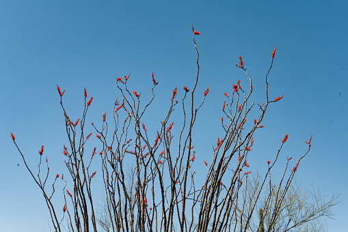 This is a photograph of a flowering ocotillo cactus with a clear blue sky in Organ Pipe Cactus National Monument in Arizona, USA on a spring day.