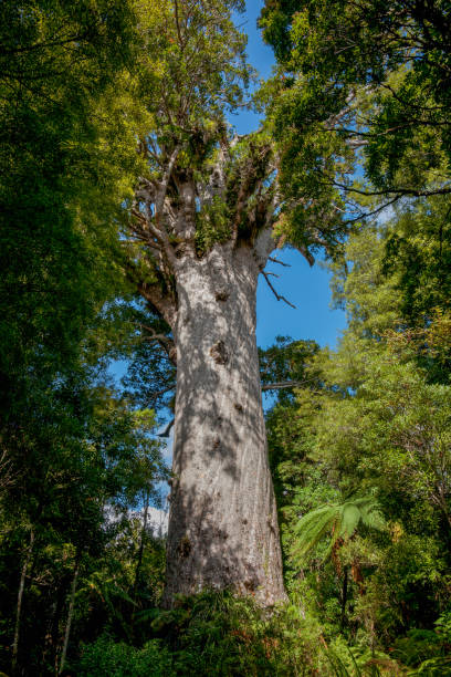 istock Gaint kauri tree famous tourist point of interest 1492170265
