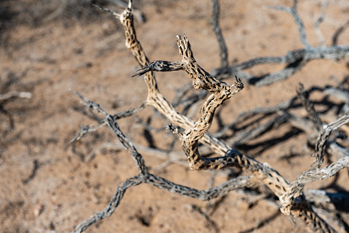 This is a photograph of a dried out branch in the Sonoran desert landscape of Organ Pipe Cactus National Monument in Arizona, USA on a spring day.