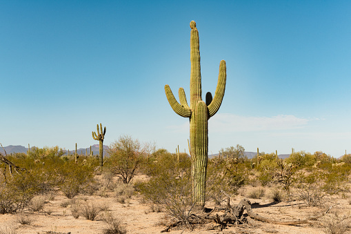 This is a photograph of the nature in the desert landscape of Organ Pipe Cactus National Monument in Arizona, USA on a spring day.