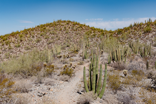 This is a photograph of a hiking trail  in the desert landscape of Organ Pipe Cactus National Monument in the Sonoran Desert in Arizona, USA on a spring day.