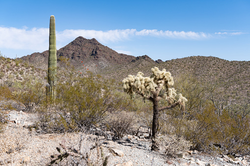 This is a photograph of the scenic desert landscape of Organ Pipe Cactus National Monument in Arizona, USA on a spring day.