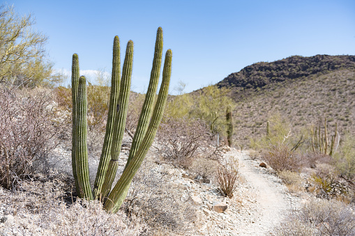 Winter desert landscape with Saguaro Cactus and snow at Saguaro National Park in Tucson, Arizona.
