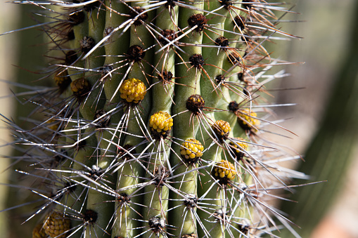 close-up of a prickly pear tree