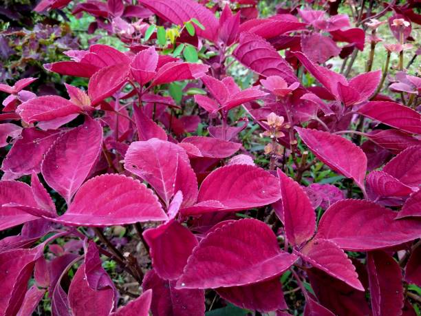 istock Miana, Iler or Coleus Atropurpureus (Plectranthus Scutellarioides) 1492171862