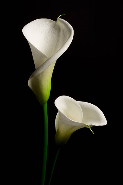 istock Couple of white Calla lily on a black background 149217227