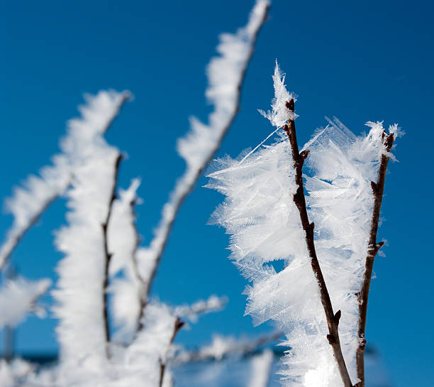 Big icy snowflakes on the branch stock photo