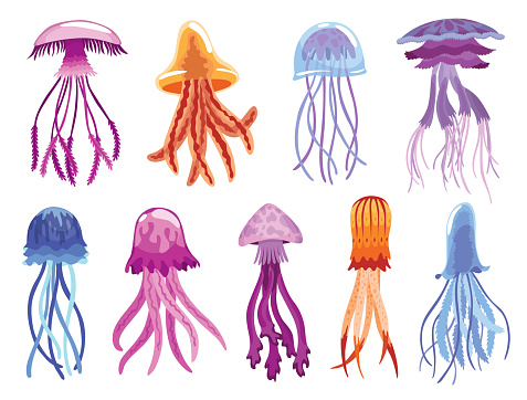 Jellyfish collection. Sea wildlife and ocean fauna concept, aquatic underwater or undersea animals. Creative different medusa flat icon set for web design. Colorful swimming marine creatures.