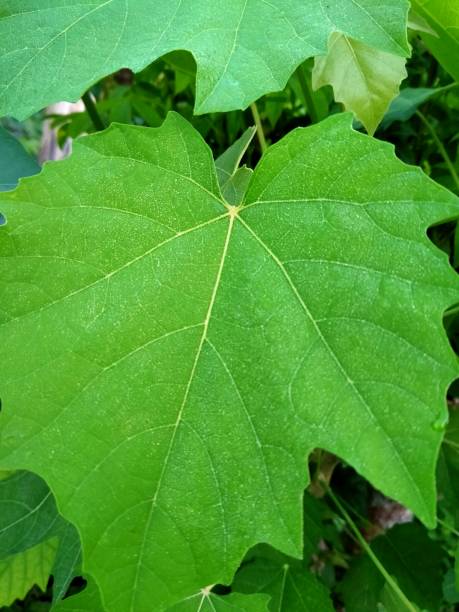 istock Castor oil plant or jarak green leaf or Daun Jarak (Ricinus Communis) 1492172849