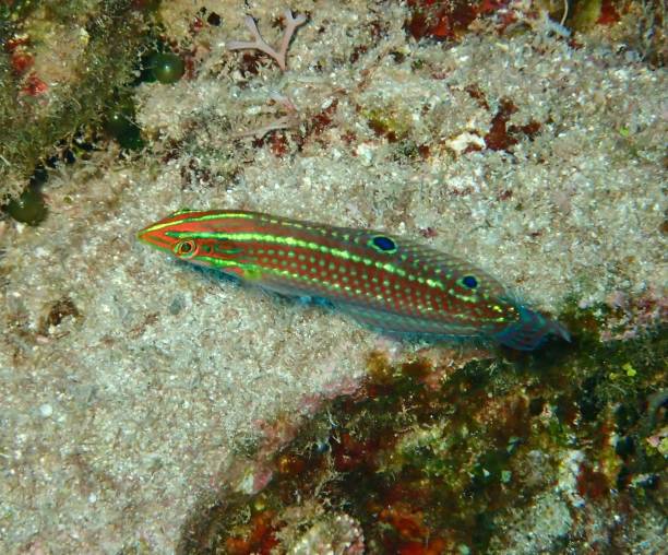 Rainbow wrasse juvenile Coris wrasse fish thalassoma pavo stock pictures, royalty-free photos & images