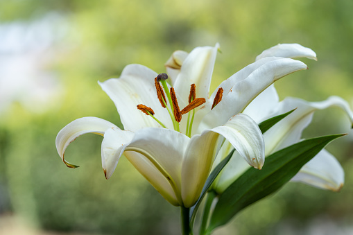 Closeup shot of an Asiatic Lily in white and yellow color with brown stamen and water drops under dark back ground