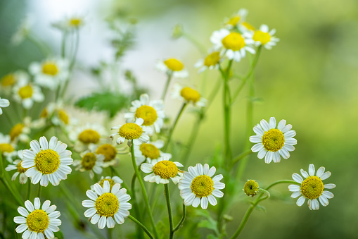 White Daisy flower over blur greenery background, Daisy flower over green natural Blur background.