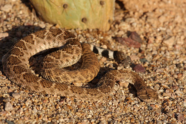 istock Mojave Rattlesnake next to Cactus 149217805