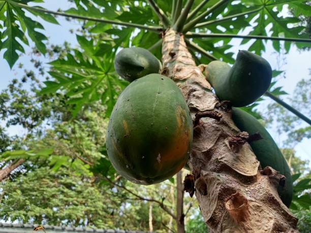 istock a shady papaya tree trunk photographed from below 1492178288