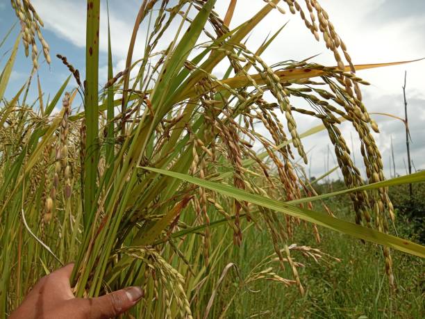 istock the bountiful rice harvest has arrived. 1492178312